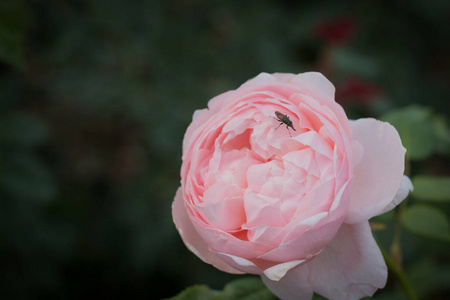 花园里美丽的新鲜的粉红色玫瑰