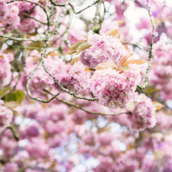 春天公园里盛开的粉红色樱花树