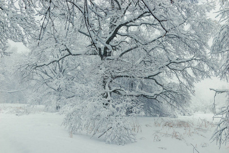冬天公园里一棵大树枝被雪覆盖着