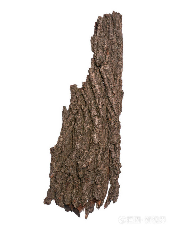 画室白色背景上孤立的老树皮