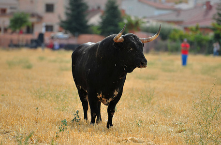 西班牙公牛在奇观中