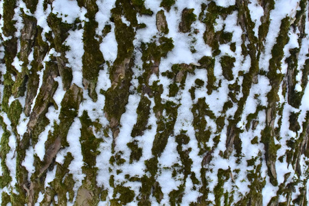 冬天森林里有雪的老树皮