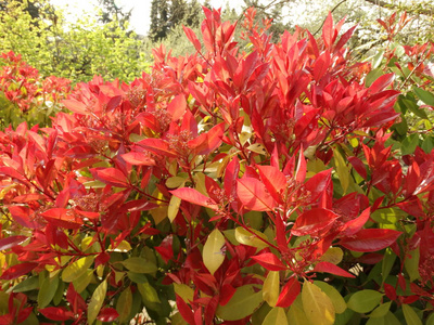 带红色叶子的灌木照片