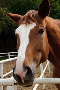 s head. A brown horse stands in the yard.