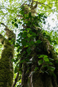 高大树木的树干厚厚的苔藓和藤蔓