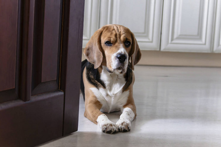 有趣的可爱的狗猎犬坐在门附近的地板上。