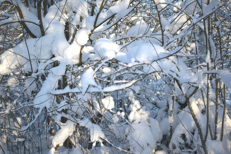 雪中的冬季森林