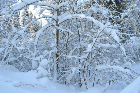 雪中的冬季森林