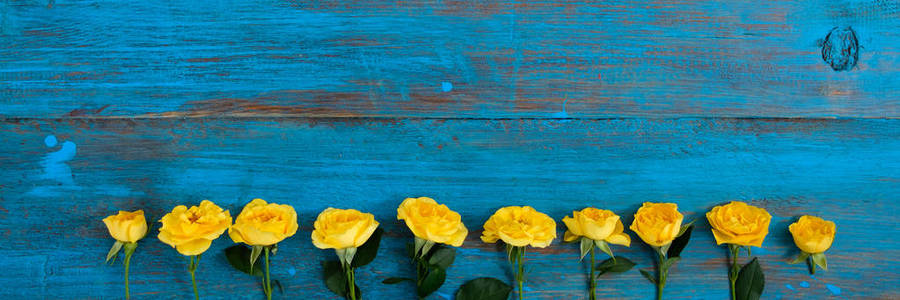 蓝色木制背景上黄色的花框。 春天的花朵