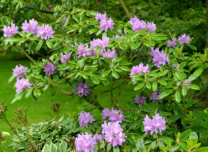 杜鹃花丛杜鹃花