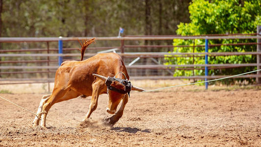 在尘土飞扬的乡村牛仔竞技中，一只小牛试图逃脱套索