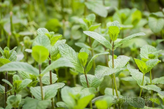 有机园艺菜园芳香植物健康饮食.