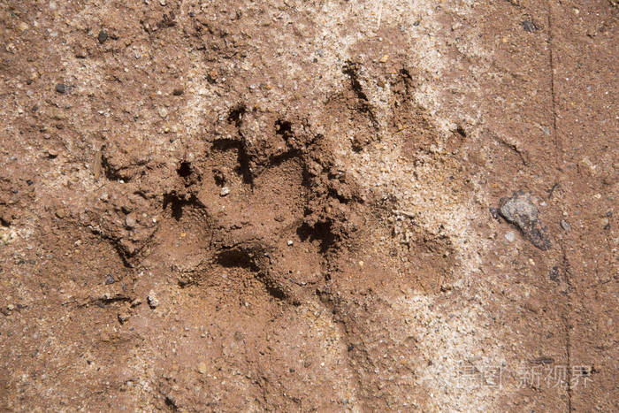 狗在地板上留下的扭曲的脚印