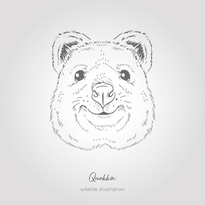 quokka 澳大利亚动物。现实的对称的头向量图图
