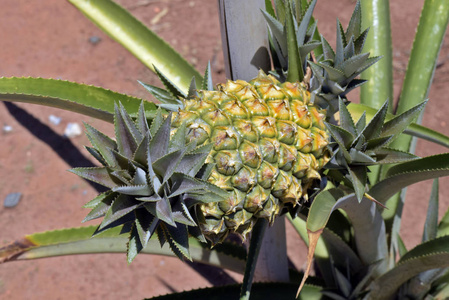 在收获点用成熟的水果特写菠萝植物. 圣保罗州巴西照片