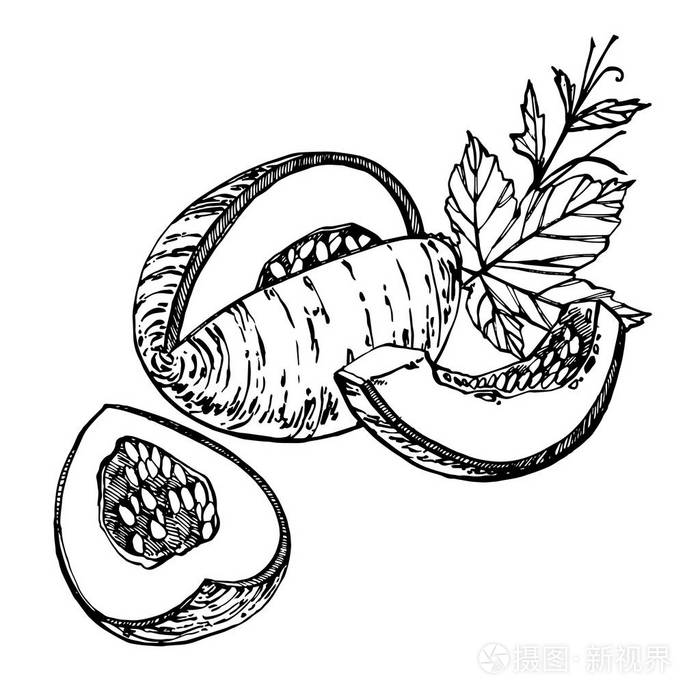 手绘素描风格瓜插图隔离在白色背景新鲜的食物向量例证