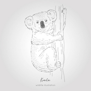 考拉树熊图片-考拉树熊素材-考拉树熊插画-摄图新视界