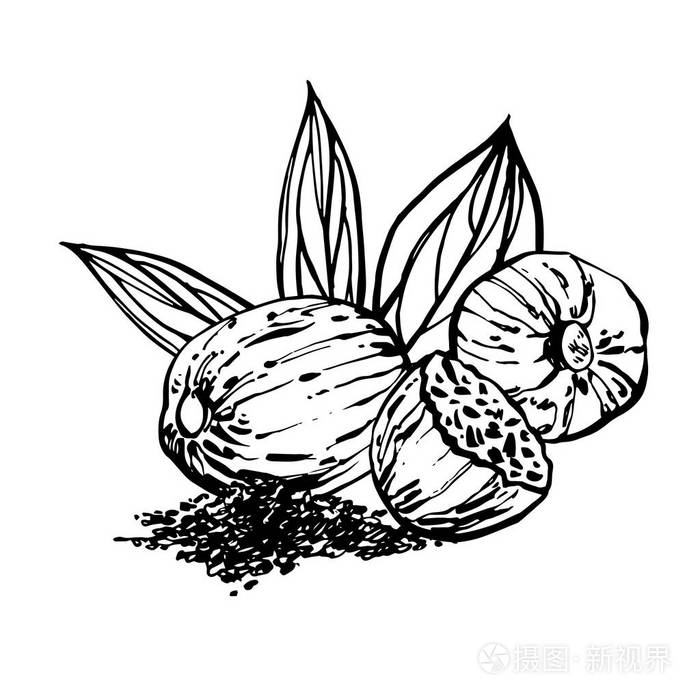 肉豆蔻和叶子向量手绘的例证.螺母的墨迹草图.手绘的向量例证.