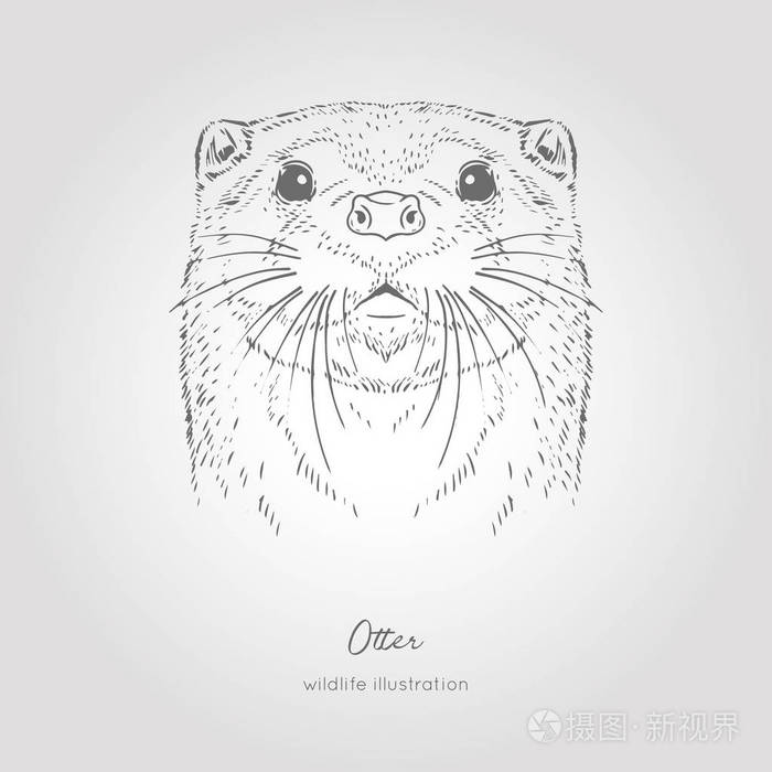 水獭素描头矢量图形单色手绘矢量插图
