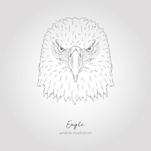 手被画的向量例证老鹰对称的头鸟剪影照片