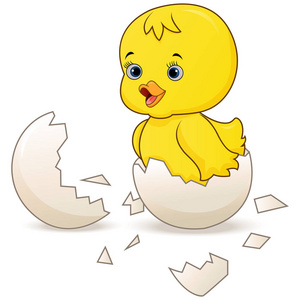一只可爱的卡通小鸡从白色背景上分离的鸡蛋中孵出