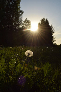 otzivi蒲公英在夕阳下的草地上