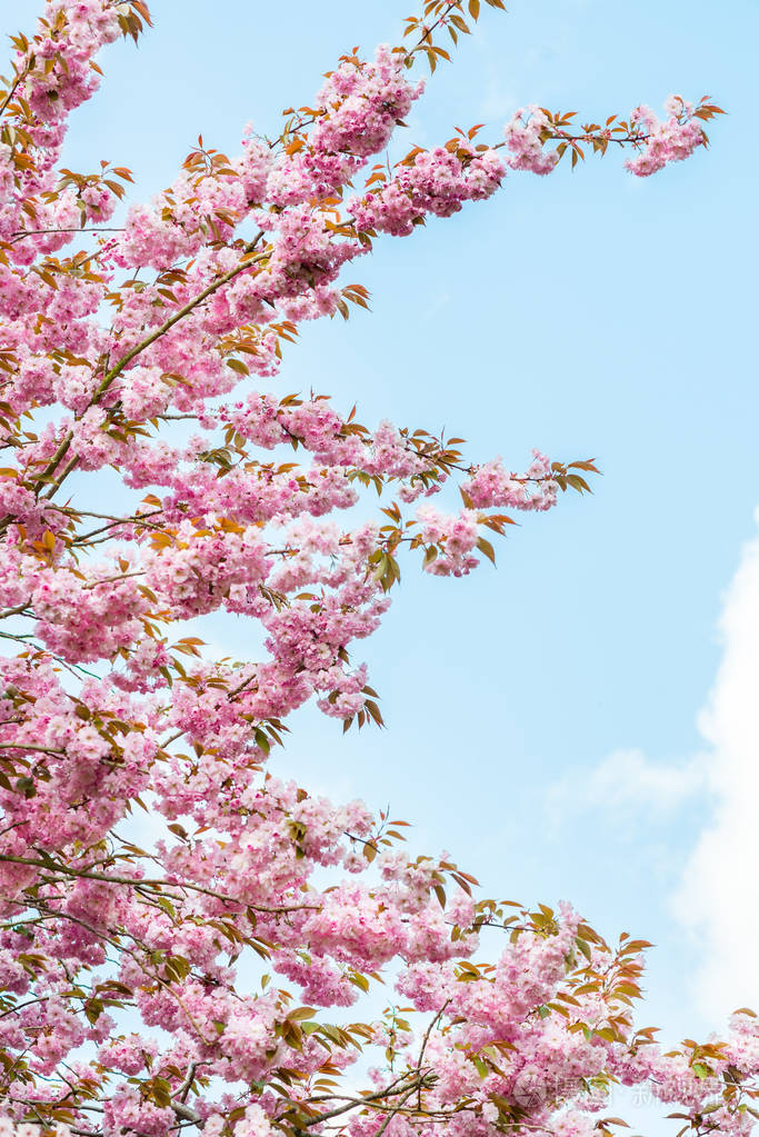 春天公园里盛开的粉红色樱花树照片-正版商用图片1857z7-摄图新视界
