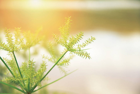 花草秋日自然阳光与滤镜对夏草花与水模糊背景复古花