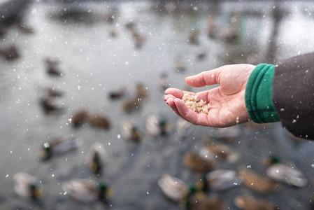 s hand feeds ducks on the lake in winter. snowing