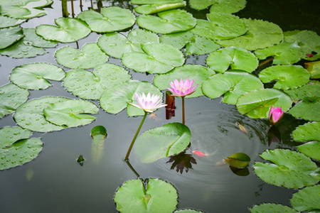 莲花池睡莲或莲花及绿叶生长的水塘