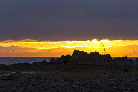 冰岛大西洋海滩上的低光束和傍晚红色。 普通燕鸥飞来飞去。