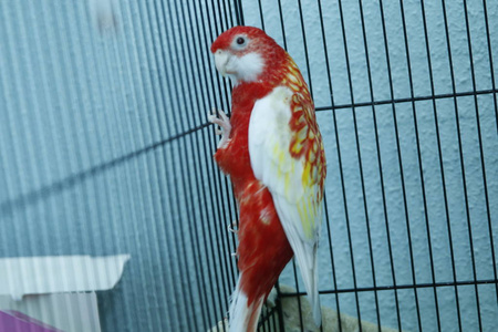 布吉。 鹦鹉。 绿色波浪鹦鹉坐在笼子里。 玫瑰色的爱鸟鹦鹉在笼子里。 鸟离不开。 笼子上的布杰里加。 鸟笼里的鹦鹉。 鹦鹉