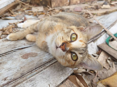 木头地板上的可爱猫