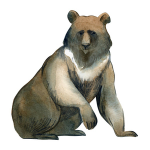 水彩插图孤立在白色背景上。 棕色的大熊。 野生森林动物的简单草图