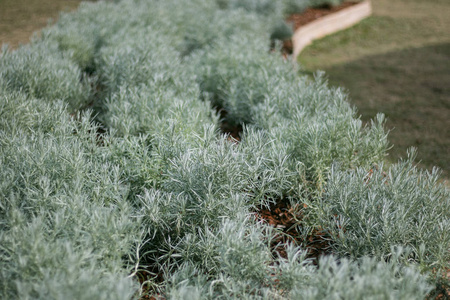 迷迭香草本花园菜园种植在苗圃蔬菜温室。