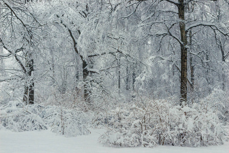 在冬天的午后降雪后，树木和灌木丛在雪地里神奇美丽的森林