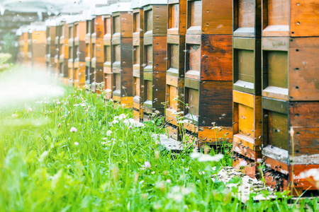花园里一排蜜蜂蜂箱