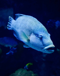 驼峰毛濑鱼拿破仑鱼在水下游泳海洋生物切利纳斯乌