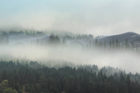 雾中的杉林，风景如画的山景