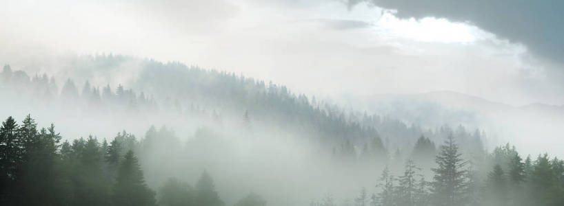 雾中的杉林，风景如画的山景