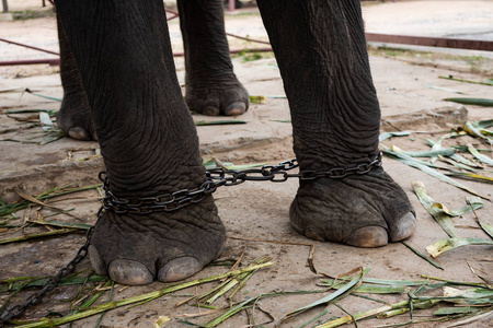 大象的腿, 用链子包裹, 用链子, 特写镜头照片