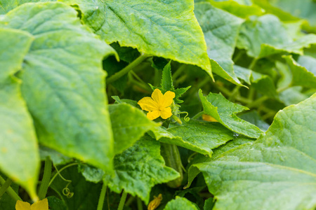 年轻的绿色植物黄瓜与黄色的花朵在花园里与雨后的水滴。多汁新鲜黄瓜特写宏的叶子的背景