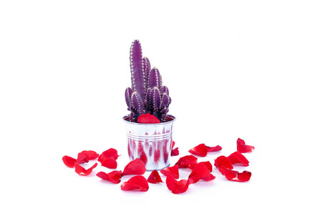 紫色仙人掌，白色背景上有粉红色的玫瑰花瓣。 爱礼物和情人节的概念。