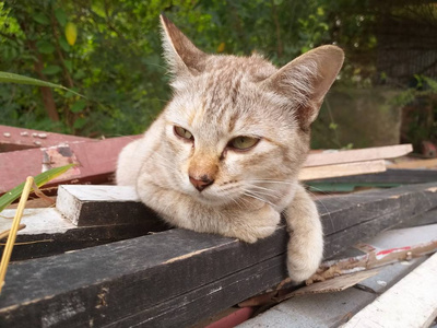 木头地板上的可爱猫