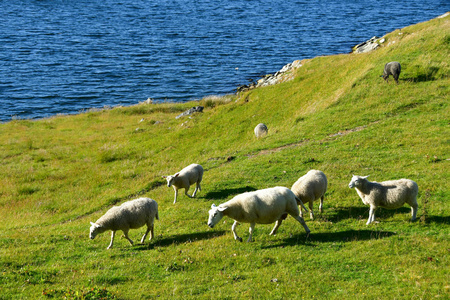 挪威豪格松德维京农场的羊