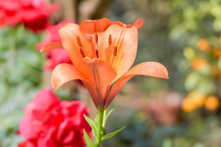  it produces terminal clusters of tubular, trumpetshaped orange