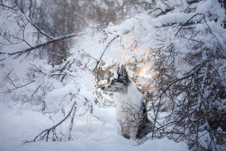 在雪地里的狗的肖像。快乐的宠物在冬天散步。服从大理石边境小马