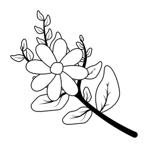 香樟叶茎图片