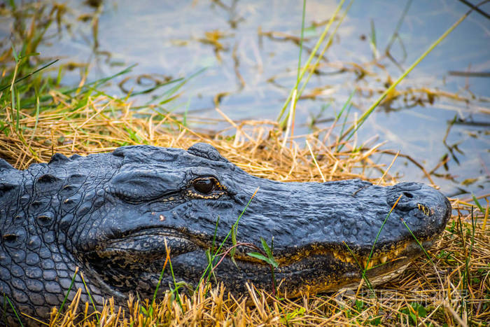 佛罗里达大沼泽地国家公园里的一只美洲大鳄