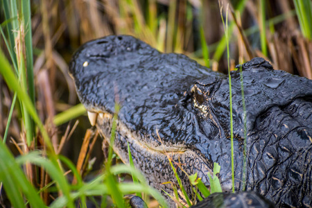 佛罗里达大沼泽地国家公园里的一只美洲大鳄